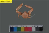 藏品(岩瓷蟹屬)的圖片